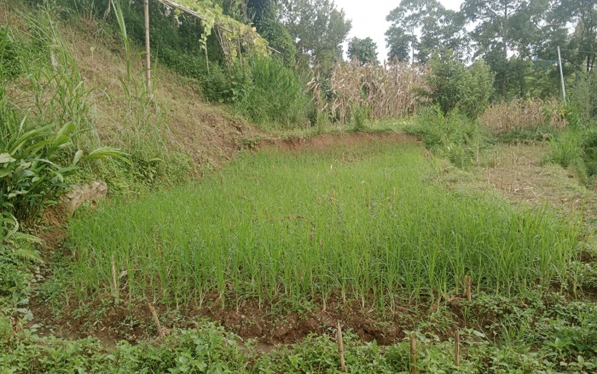 मुख्य बाली कोदोको उत्पादन घट्दै, माग बढ्दै 